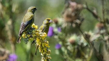 European Greenfinch