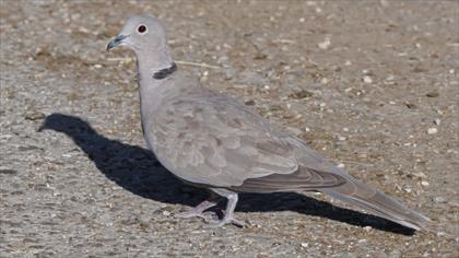 Eurasian Collared Dove