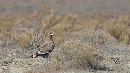 Bozkır kartalı » Steppe Eagle » Aquila nipalensis