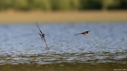 Kır kırlangıcı » Barn Swallow » Hirundo rustica