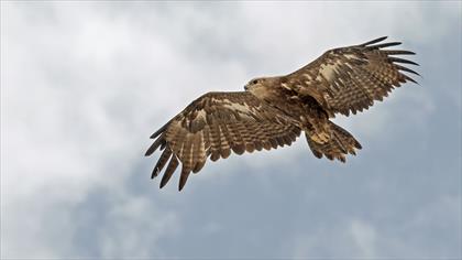 Bozkır Kartalı » Steppe Eagle » Aquila nipalensis
