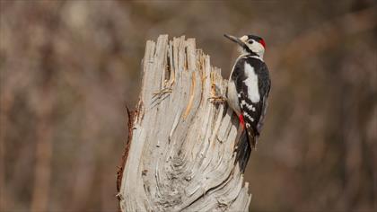 Alaca ağaçkakan » Syrian Woodpecker » Dendrocopos syriacus