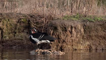 Sibirya kazı » Red-breasted Goose » Branta ruficollis
