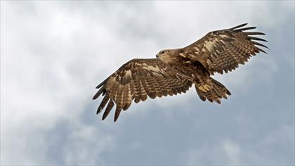 Steppe Eagle