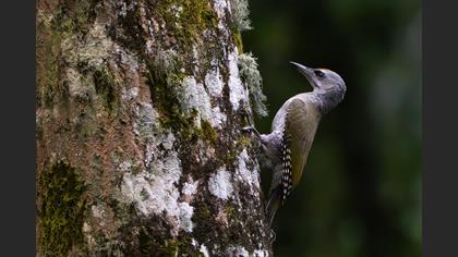 Yeşil Ağaçkakan » European Green Woodpecker » Picus viridis