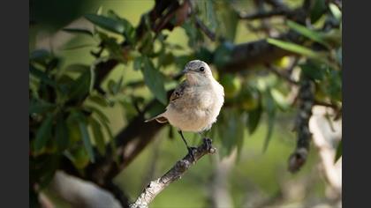 Kuyrukkakan » Northern Wheatear » Oenanthe oenanthe