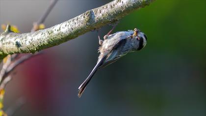 Long-tailed Tit