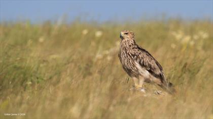 Şah kartal » Eastern Imperial Eagle » Aquila heliaca