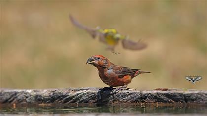 Çaprazgaga » Red Crossbill » Loxia curvirostra