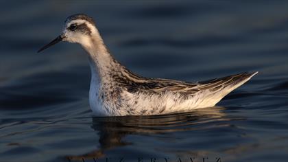 Denizdüdükçünü » Red-necked Phalarope » Phalaropus lobatus