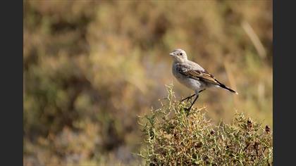 Kuyrukkakan » Northern Wheatear » Oenanthe oenanthe
