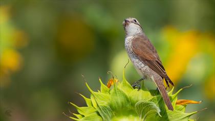 Kızılsırtlı örümcekkuşu » Red-backed Shrike » Lanius collurio