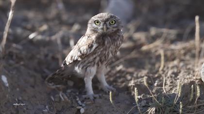 Kukumav » Little Owl » Athene noctua