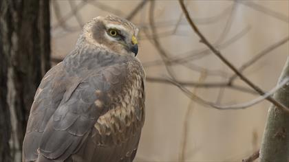 Bozkır delicesi » Pallid Harrier » Circus macrourus