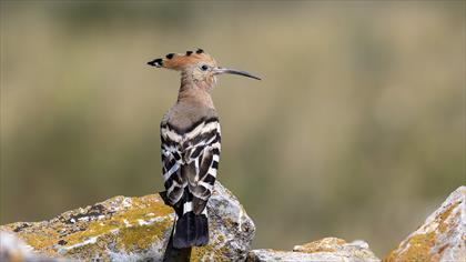 Common Hoopoe