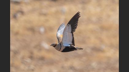 Bağırtlak » Black-bellied Sandgrouse » Pterocles orientalis