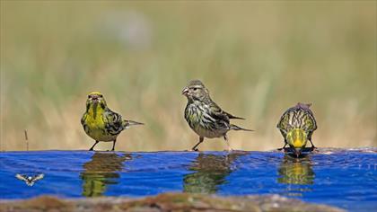 Küçük iskete » European Serin » Serinus serinus