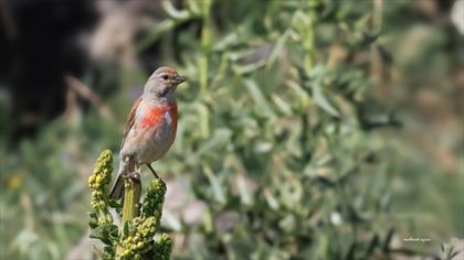 Ketenkuşu » Common Linnet » Linaria cannabina