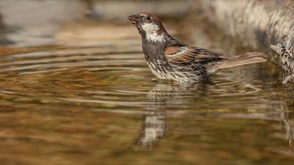 Söğüt serçesi » Spanish Sparrow » Passer hispaniolensis