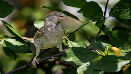 Söğüt serçesi » Spanish Sparrow » Passer hispaniolensis