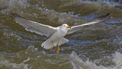 Van gölü martısı » Armenian Gull » Larus armenicus
