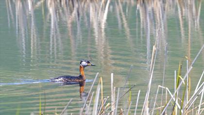 Kızılboyunlu batağan » Red-necked Grebe » Podiceps grisegena
