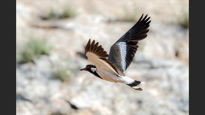 Büyük kızkuşu » Red-wattled Lapwing » Vanellus indicus