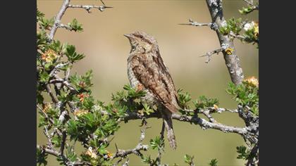 Boyunçeviren » Eurasian Wryneck » Jynx torquilla