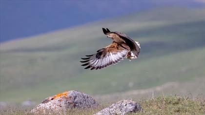 Şahin » Common Buzzard » Buteo buteo