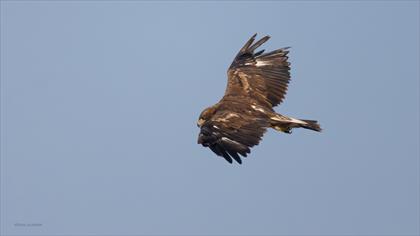 Golden Eagle