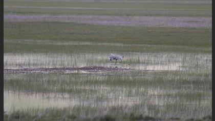 Akça Cılıbıt » Kentish Plover » Anarhynchus alexandrinus