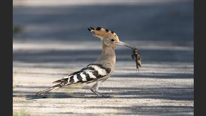İbibik » Common Hoopoe » Upupa epops