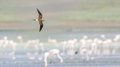 Bataklıkkırlangıcı » Collared Pratincole » Glareola pratincola