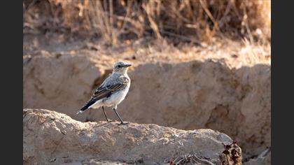 Kuyrukkakan » Northern Wheatear » Oenanthe oenanthe
