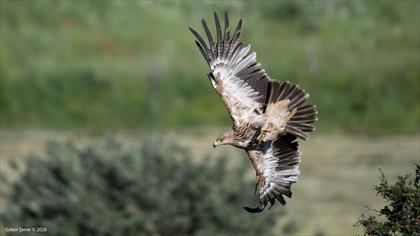Şah kartal » Eastern Imperial Eagle » Aquila heliaca