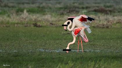 Flamingo