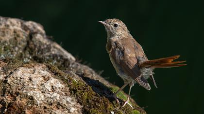 Bülbül » Common Nightingale » Luscinia megarhynchos