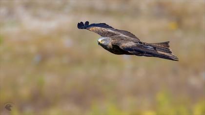 Kara çaylak » Black Kite » Milvus migrans