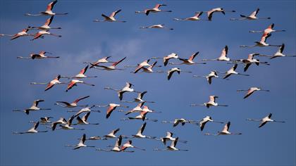 Flamingo