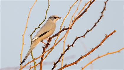 Grey Hypocolius
