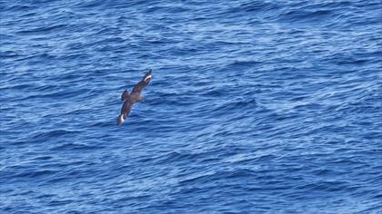 Great Skua