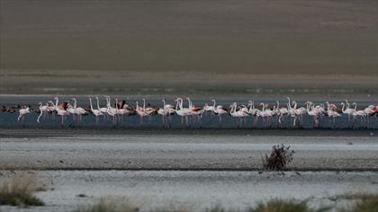 Küçük Flamingo