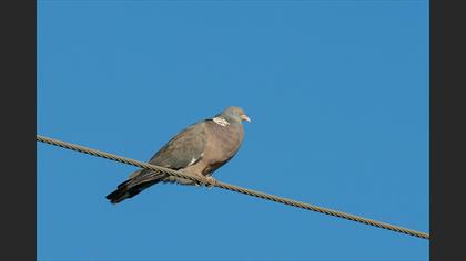 Tahtalı
