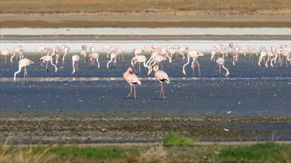 Küçük Flamingo