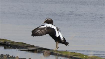 Common Eider