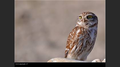 Kukumav » Little Owl » Athene noctua