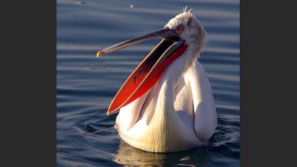 Tepeli pelikan » Dalmatian Pelican » Pelecanus crispus