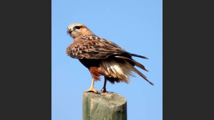 Kızıl şahin » Long-legged Buzzard » Buteo rufinus