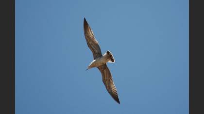 Gümüş martı » Yellow-legged Gull » Larus michahellis