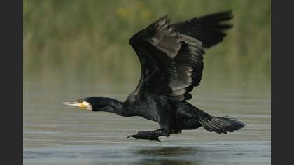 Karabatak